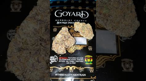 the real goyard strain|THE REAL GOYARD STRAIN! CREATED BY .